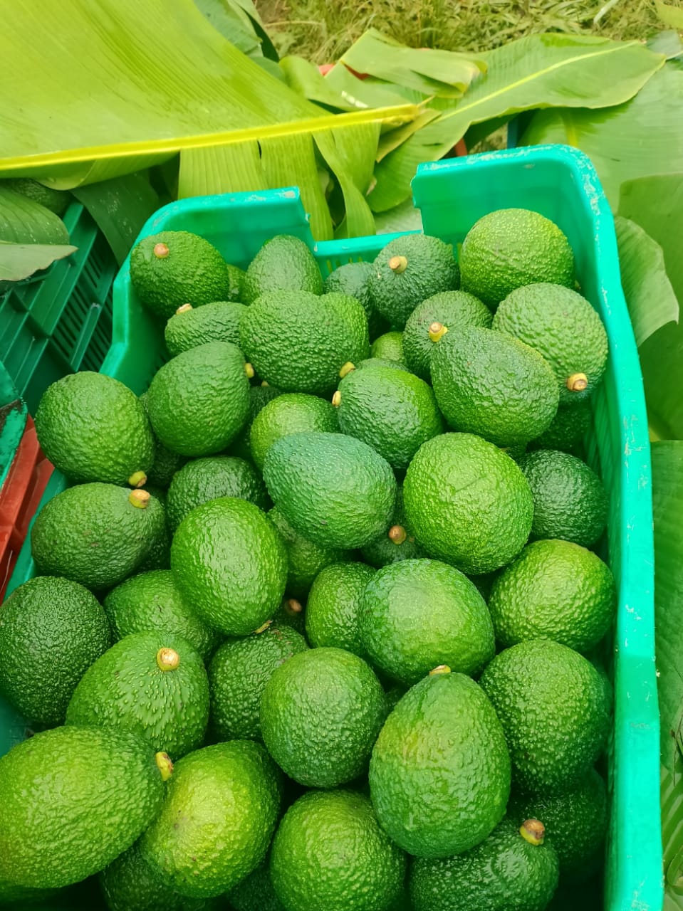 Avocado harvested from the farm