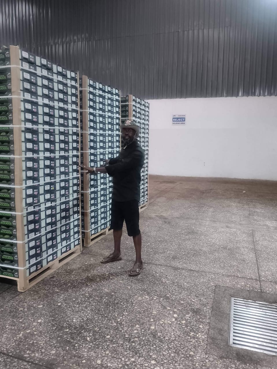 Packed Boxes of hass avocados