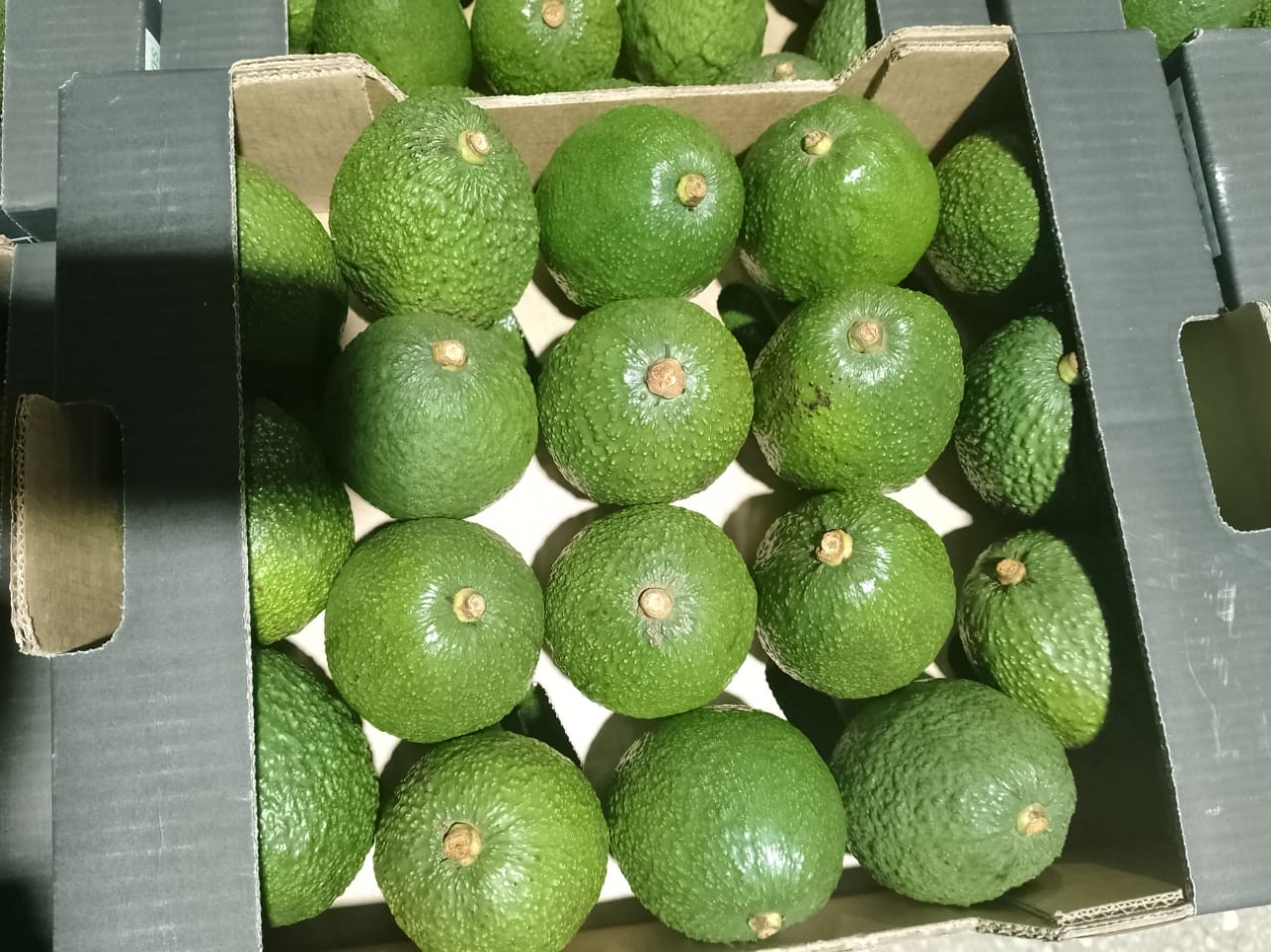 Packed Hass Avocado 18 Pieces Per Box