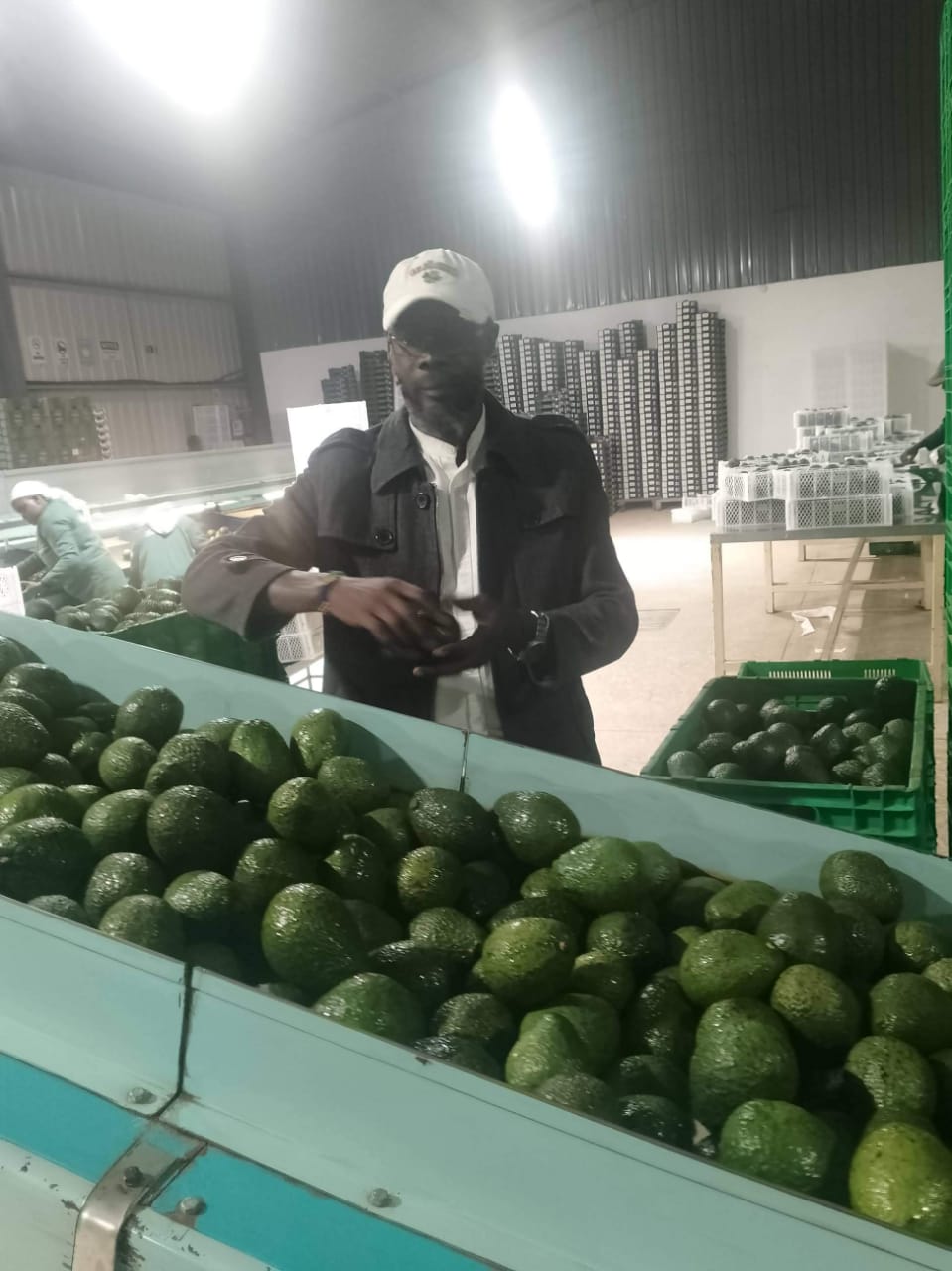 Hass Avocado being processed in pack house