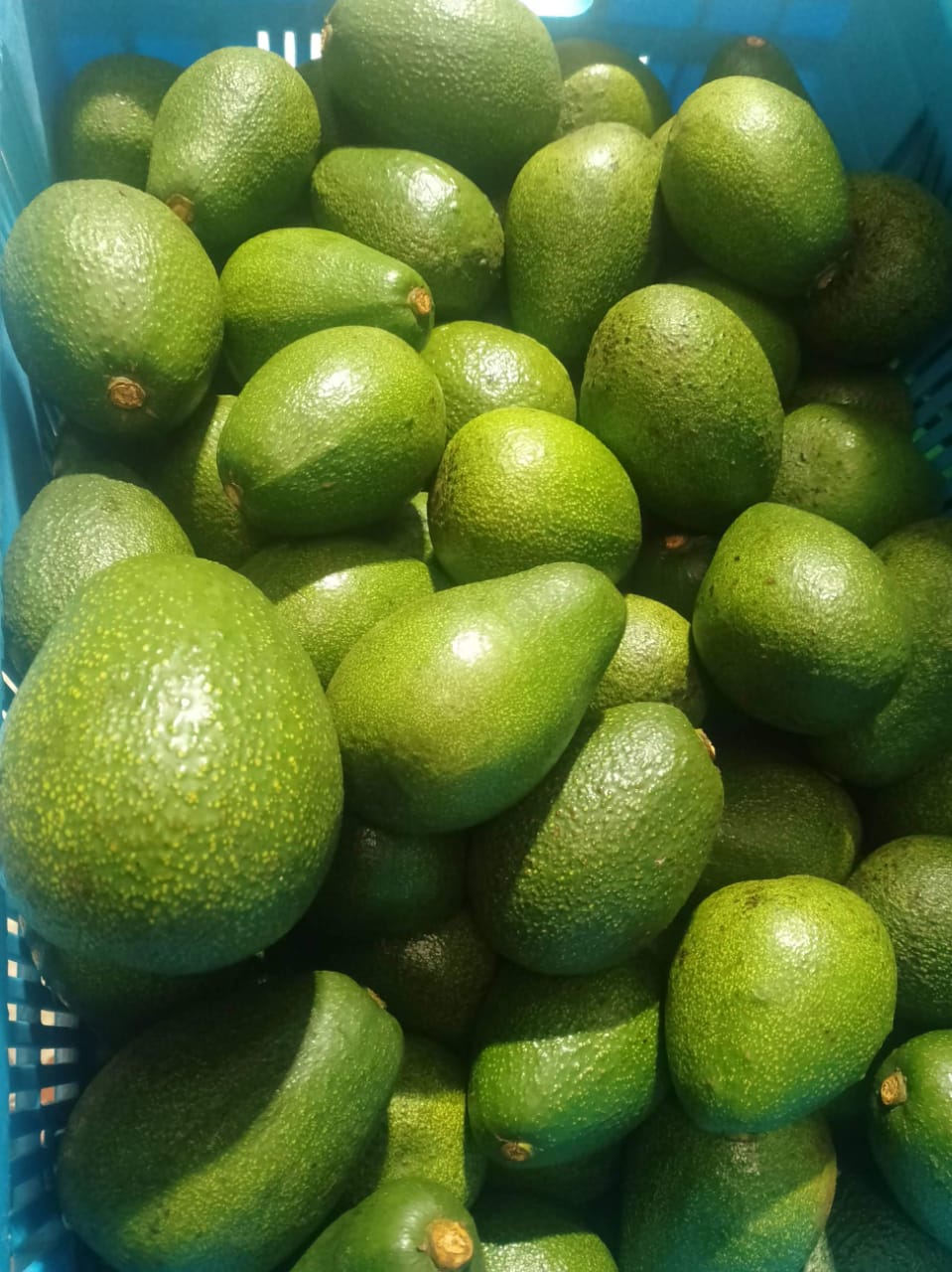 Avocado harvested from the farm