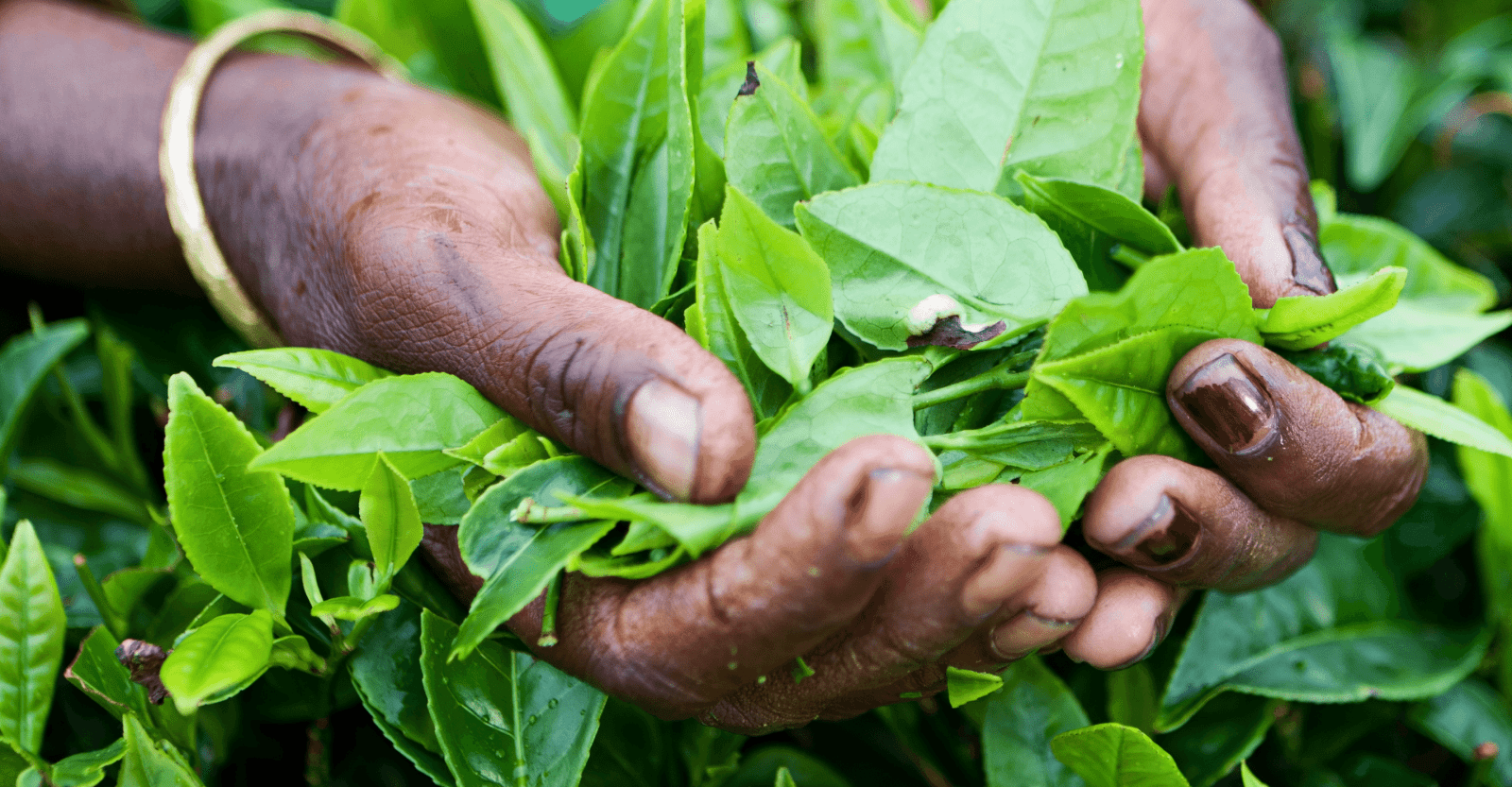 Sustainably Sourced