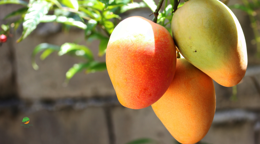 Sustainably Fruits  Sourcing